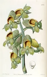 Catasetum cernuum (syn. Monachanthus viridis)